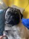 Pug Puppies for sale in Waldorf, MD, USA. price: $300