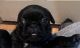 Pug Puppies for sale in Stroudsburg, PA 18360, USA. price: $900