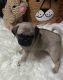Pug Puppies for sale in Stroudsburg, PA 18360, USA. price: $900