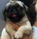 Pug Puppies for sale in Stroudsburg, PA 18360, USA. price: NA
