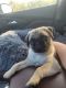 Pug Puppies for sale in Fulton, NY 13069, USA. price: NA