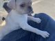 Pug Puppies for sale in Riverside, CA 92509, USA. price: $800