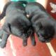 Pug Puppies for sale in Greater Noida, Uttar Pradesh, India. price: 800010000 INR