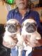 Pug Puppies for sale in Venkateshpuram, Kadugondanahalli, Bengaluru, Karnataka, India. price: 8000 INR