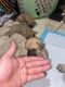 Pug Puppies for sale in Puerto Rico, TX 78563, USA. price: NA