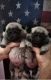 Pug Puppies for sale in Cheyenne, WY, USA. price: $3,500