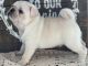 Pug Puppies for sale in Mt Croghan, SC 29727, USA. price: $650