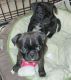 Pug Puppies for sale in Portland, OR, USA. price: $400