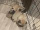 Pug Puppies for sale in Oregon City, OR 97045, USA. price: $500