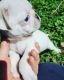 Pug Puppies for sale in Sidney, OH 45365, USA. price: $1,200