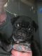 Pug Puppies for sale in Las Vegas, NV, USA. price: $500