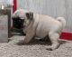 Pug Puppies for sale in Texas City, TX, USA. price: NA