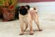 Pug Puppies for sale in Kasba, Kolkata, West Bengal, India. price: 15000 INR