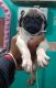 Pug Puppies for sale in New Patliputra Colony, Patliputra Colony, Patna, Bihar 800013, India. price: NA