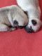 Pug Puppies for sale in Ellsworth, KS 67439, USA. price: NA