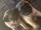 Pug Puppies for sale in Cullman, AL, USA. price: NA