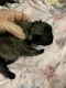 Pug Puppies for sale in Bryant, IN 47326, USA. price: NA