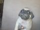 Pug Puppies for sale in Avondale, AZ, USA. price: NA