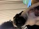 Pug Puppies for sale in St. Louis, MO 63146, USA. price: $600