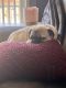 Pug Puppies for sale in Voorhees Township, NJ 08043, USA. price: $400