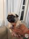 Pug Puppies for sale in Ellsworth, KS 67439, USA. price: NA