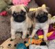 Pug Puppies for sale in New York, NY, USA. price: NA