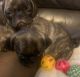 Pug Puppies for sale in Sacramento, CA 95824, USA. price: $1,000