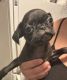 Pug Puppies for sale in Tucson, AZ 85713, USA. price: NA