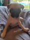 Pug Puppies for sale in Salem, OR, USA. price: $700
