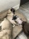 Pug Puppies for sale in Port Richey, FL, USA. price: NA