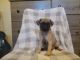 Pug Puppies for sale in Tucson, AZ 85730, USA. price: NA