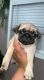 Pug Puppies for sale in Rome, GA, USA. price: NA