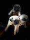 Pug Puppies for sale in Bangalore Cantonment Railway Station, Bangalore Cantonment Railway Station, Cantonment Railway Quarters, Shivaji Nagar, Bengaluru, Karnataka 560046, India. price: 8000 INR
