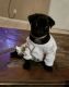Pug Puppies for sale in Houston, TX, USA. price: $650
