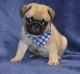 Pug Puppies for sale in Centereach, NY, USA. price: NA