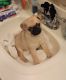 Pug Puppies for sale in Cincinnati, OH, USA. price: $1,800