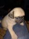 Pug Puppies for sale in Greater Noida, Uttar Pradesh, India. price: 8000 INR