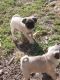 Pug Puppies for sale in Bloomington, IL 61701, USA. price: $500