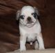 Pug Puppies for sale in Hauppauge, NY, USA. price: $650