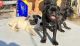 Pug Puppies for sale in Menifee, CA 92587, USA. price: $350