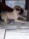 Pug Puppies for sale in city world, Baghpat Rd, Devpuri, Meerut, Uttar Pradesh 250002, India. price: 8000 INR