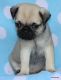 Pug Puppies for sale in Winnsboro, TX 75494, USA. price: NA