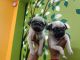Pug Puppies for sale in Kalyani, West Bengal, India. price: 12500 INR