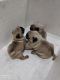 Pug Puppies for sale in Seppings Rd, Bharati Nagar, Shivaji Nagar, Bengaluru, Karnataka 560051, India. price: 6000 INR