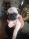 Pug Puppies for sale in Erie, PA, USA. price: NA