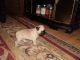 Pug Puppies for sale in New Castle, IN 47362, USA. price: $1,500
