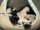 Pug Puppies for sale in Tallahassee, FL, USA. price: NA