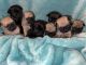 Pug Puppies for sale in Sacramento, CA, USA. price: $1,500