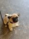 Pug Puppies for sale in Tirupati, Andhra Pradesh, India. price: 15000 INR