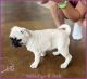 Pug Puppies for sale in Moselle, MS 39459, USA. price: $1,200